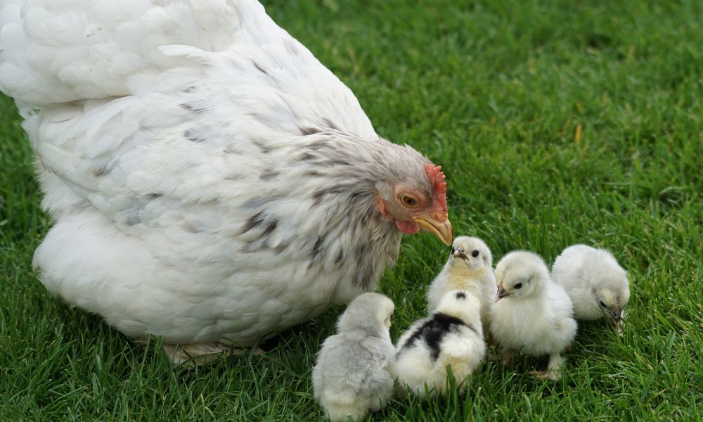 Instinct des animaux