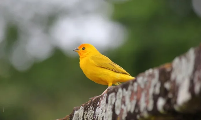 Elevage de canaris à la maison