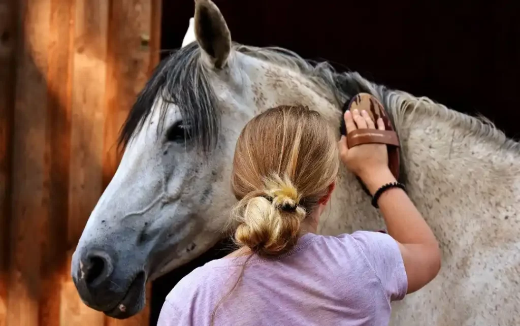 Comment les chevaux nous voientils ? Animaux Pets