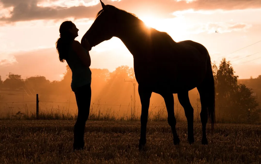 Comment les chevaux nous voientils ? Animaux Pets