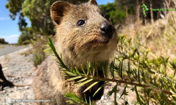 Savoir plus Quokka "Setonix brachyurus"