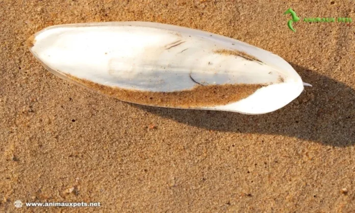 L'os de seiche est utile pour les oiseaux