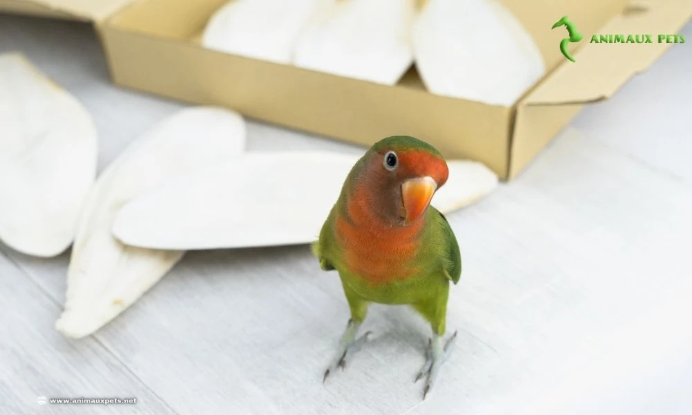 L'os de seiche est utile pour les oiseaux