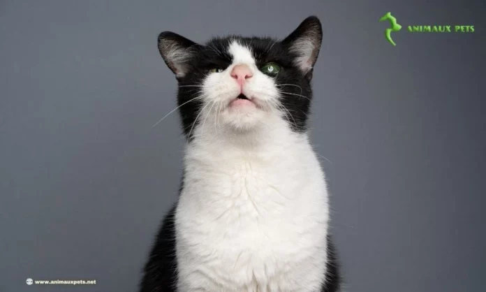 Alimentation Adaptée à Chat sans Dents