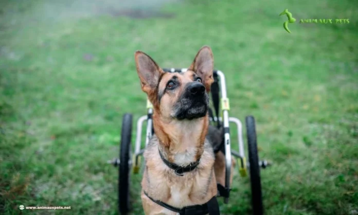 Homme âgé avec son chien handicapé