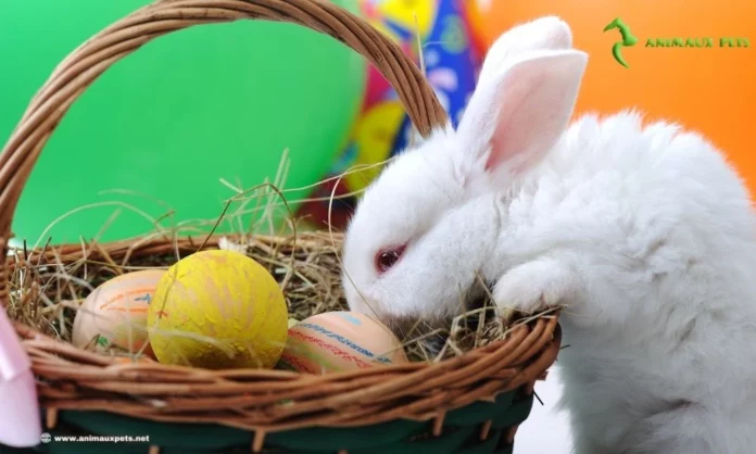 Jeu Pour Lapin Fait Maison