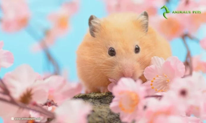 Découvre la Race du Hamster Doré "hamster syrien"