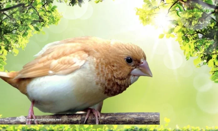 Moineau du Japon