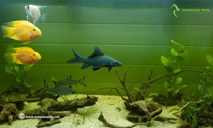 Causes et solutions pour l’eau verte de l’aquarium