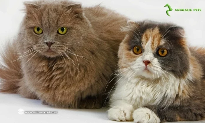 Chat Highland Fold - Découvrir le Chat aux oreilles pliées
