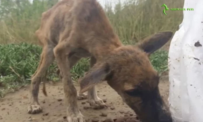 De la Rue à un Foyer Aimant : L'Incroyable Histoire de Sauvetage d'un Chiot Peau et Os