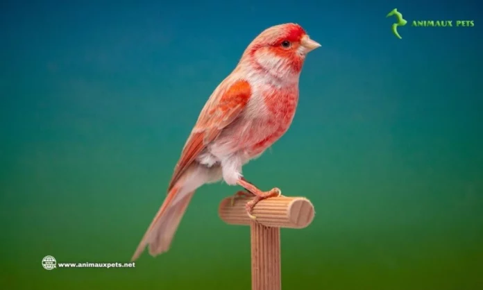 Découvrez les différentes couleurs du canari