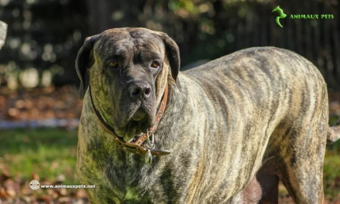 le chien imposant "Dogo Canario" Dogue des Canaries
