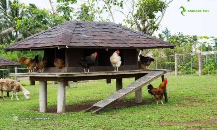 Quel est l’environnement sain à la ferme lorsqu’on élève des poulets ?