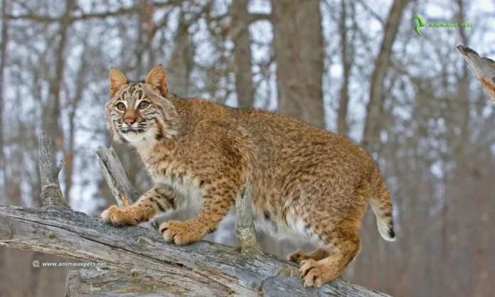 Chat Lynx roux - Découvrez cette race de chat sauvage