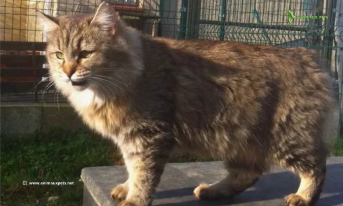 Chat Pixie-bob, Découvrez cette race à l'apparence de lynx