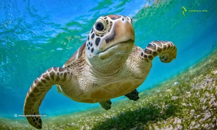 Est-il possible d'élever des tortues aquatiques ?