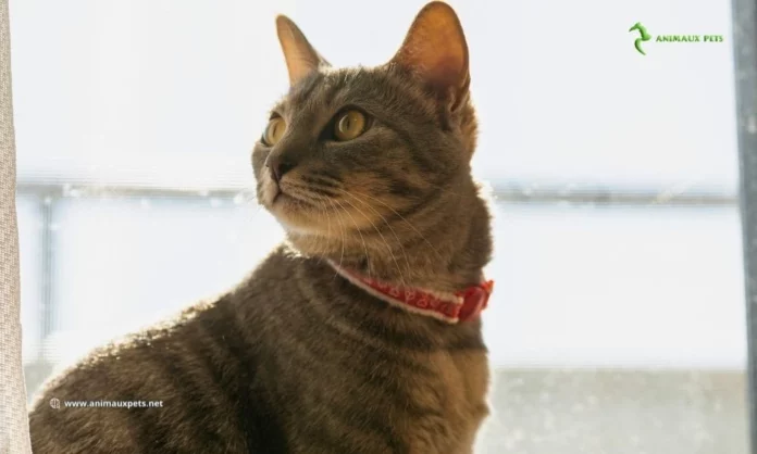 Le Chat Ceylan - Découvrir Cette Race Elégant et Gracieux de Chat