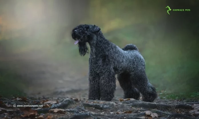Le Chien Terrier Kerry Blue - Découvrir cette race