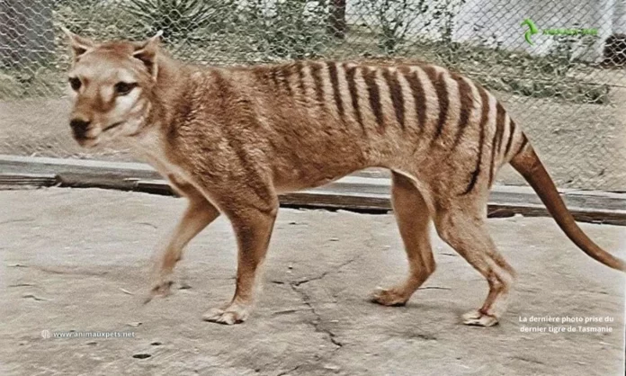 Le Tigre de Tasmanie - Animaux disparus tout ce que vous devez savoir